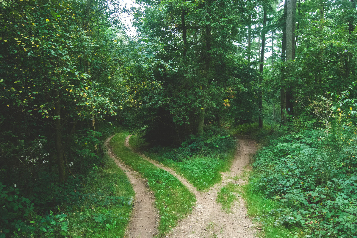 Picture of a fork in the trail in a forest, leading to two alternative paths